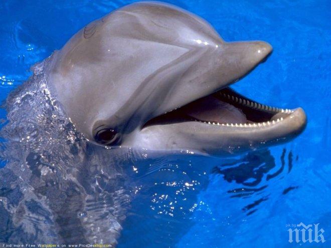 Туристи спасиха бедстващо делфинче