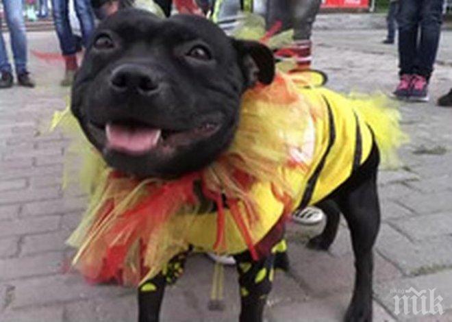 Бал на костюмирани кучета се проведе в Новосибирск