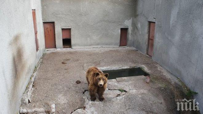 Изродско забавление - хвърлят пиратки по мечките в зоопарка, една остана без зъби!