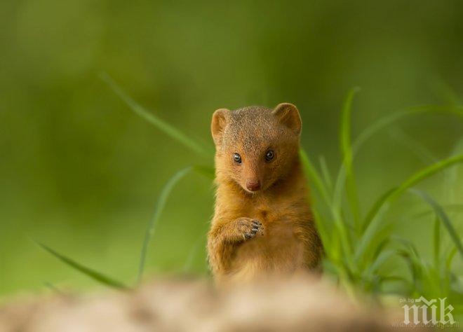 Истинска храброст! Мъничка мангуста се сби с 4 лъва (видео)