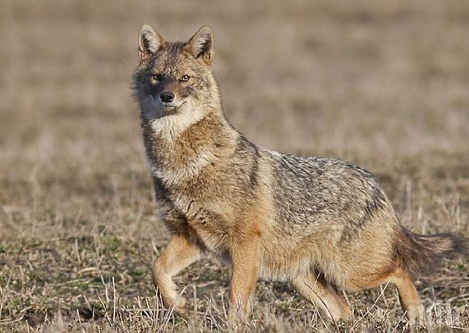 Паника във Варна, хората пропищяха от чакали
