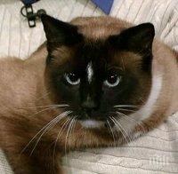 Направиха цяла колекция с гримове за котки