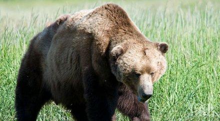 лошото размина гъбарят изгубил планината бил изяден мечка