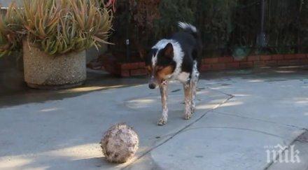 куче летя етажа падна невредимо магазин