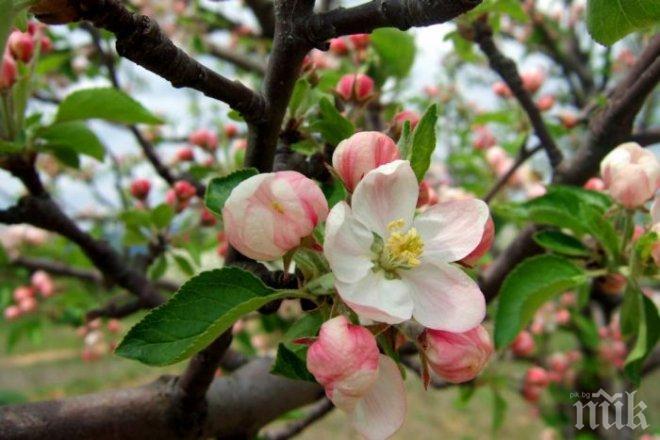 Ябълка цъфна в Трънско! Очаква ни люта зима