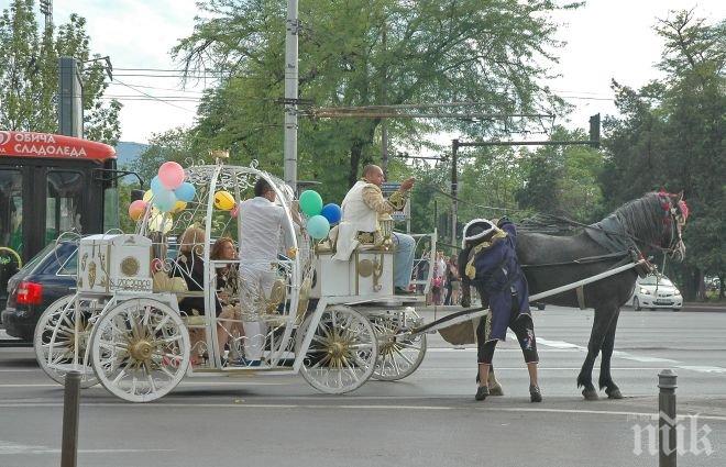 Нова атракция в София! Царска каляска разхожда по Витошка
