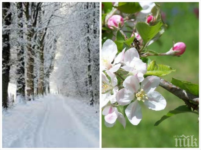 Страховито явление! Дърветата цъфнаха за втори път - вещаят люта зима! Студът започва още от октомври!