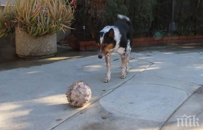 Куче летя 3 етажа - падна невредимо върху магазин