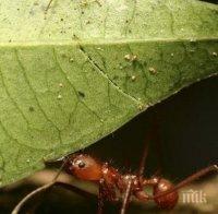 В Ботаническата градина в Балчик расте жив 