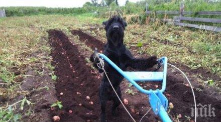 уникално мъж научи кучето оре сади картофи снимки