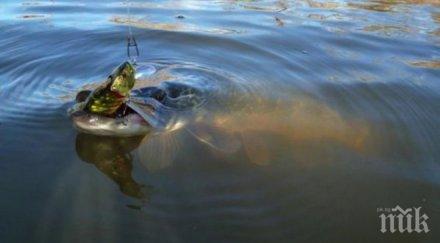 почна уловът щука