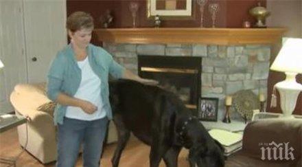 почина високото куче света