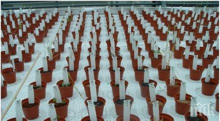 растения възпроизвеждат условията марс