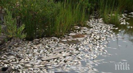 хиляди умрели риби заляха брега варненското езеро снимки