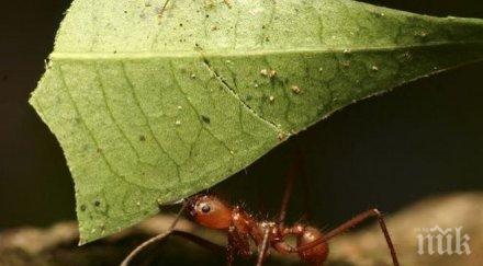 ботаническата градина балчик расте жив хотел мравки