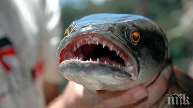 Датски рибар улови 488-килограмова риба