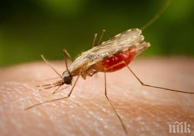 РЗИ предупреждава: Във Варненско има опасни комари