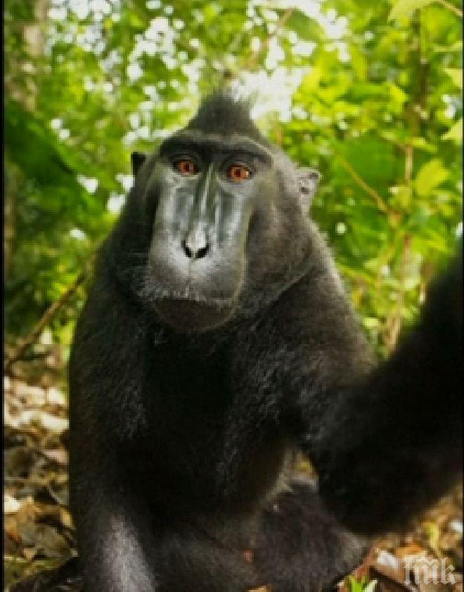 Милиони за маймунски запои в САЩ