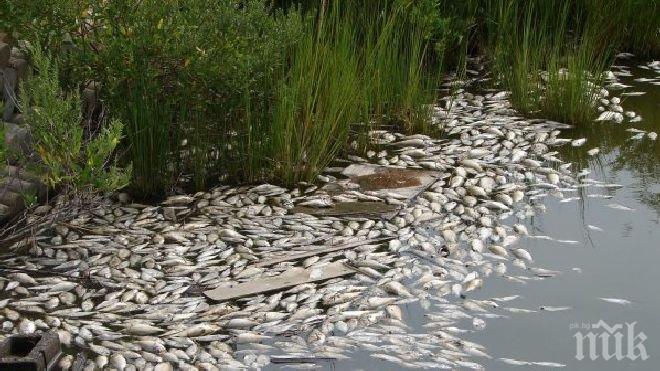 Хиляди умрели риби заляха брега на Варненското езеро (снимки)