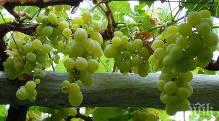 задигнаха два тона грозде новозагорско село