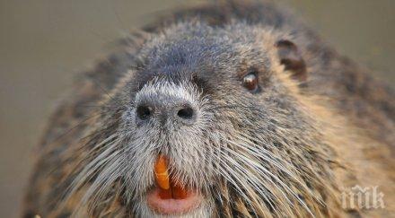 шефката зоокъта варна можем справим нутриите снимка