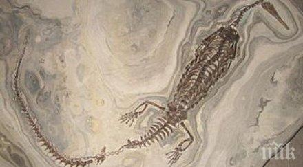 откриха мезозавър 150 млн години