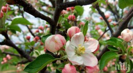 кестен цъфна втори път столицата вещае люта зима