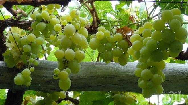 Задигнаха два тона грозде в новозагорско село