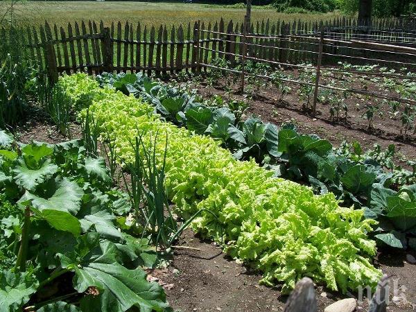 Валежите унищожиха зеленчуковите градини край Видинско
