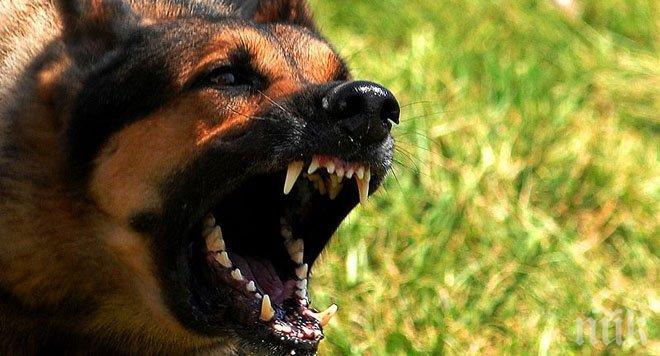 Жители на Благоевград пропищяха от агресивно куче