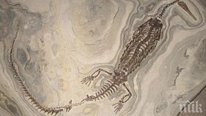 Откриха мезозавър на 150 млн. години 