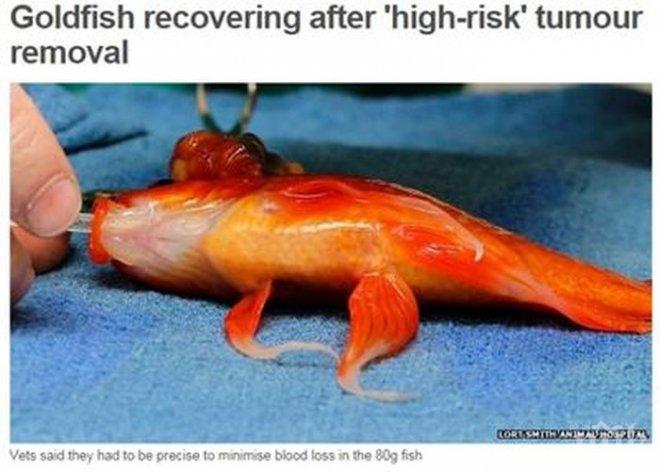 Оперираха златна рибка от тумор в мозъка