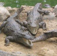 Шок! Тайландка се метна в езеро с крокодили