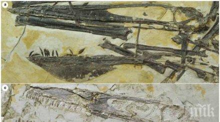 учени кръстиха летящ динозавър създание аватар