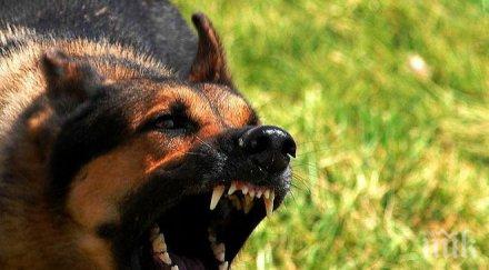 куче нападна актриса насред благоевград