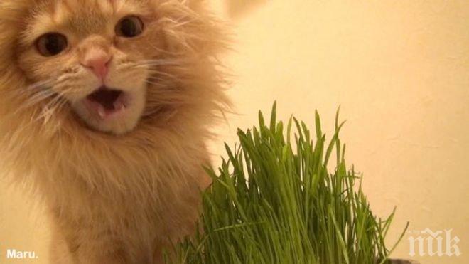 Запознайте се с котката, която мечтае да е лъв (видео)