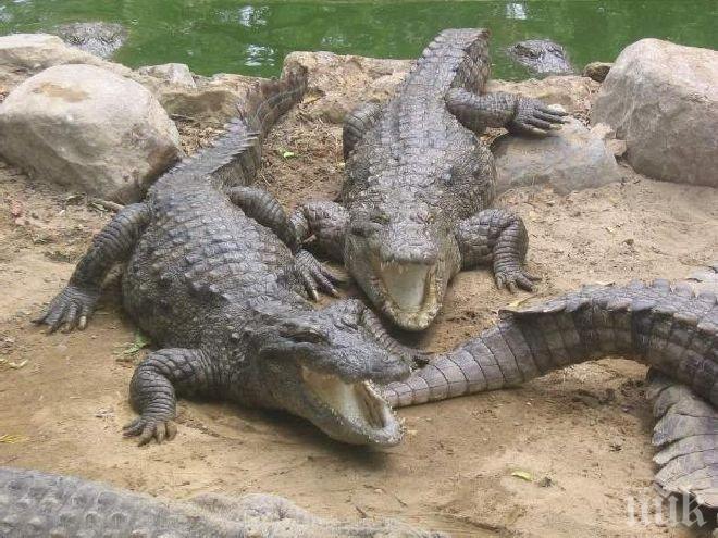 Шок! Тайландка се метна в езеро с крокодили