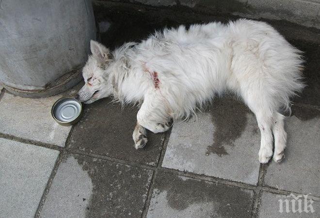 Пияница преби жестоко и закла улично куче