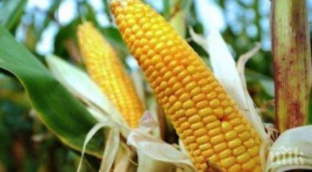 измамник спретна гонка полицаи спипаха поле царевица