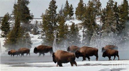 убиват 900 бизона парка йелостоун