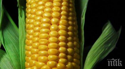 жътвата царевицата добричко стартира високи добиви