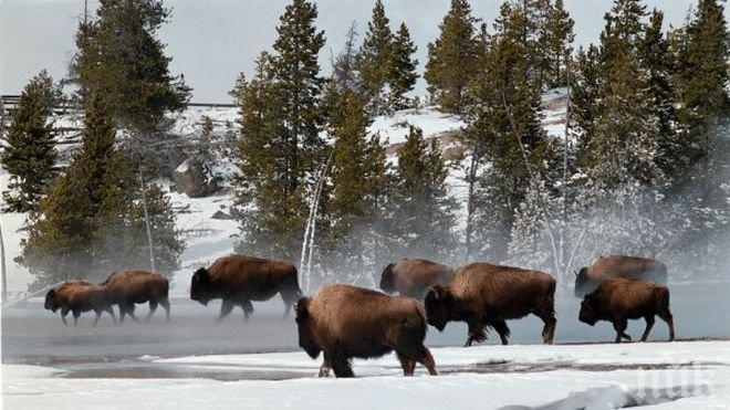Убиват 900 бизона в парка Йелостоун