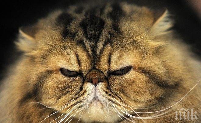 Ужас! Мъж потресе света - пече котка на грил