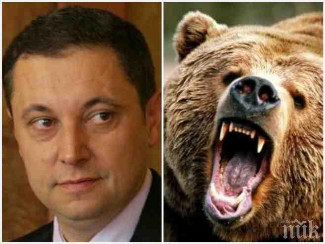 ИЗВЪНРЕДНО и САМО в ПИК! Мечка разкъса малка крава и изяде теле на Яне Янев! Политикът е в шок! Д-р Сираков се бори да спаси раненото животно!