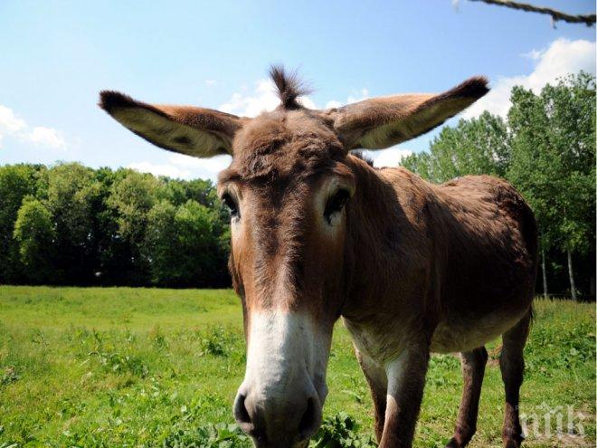 Ужас! Шейх опита да блудства с магаре, то го уби с къч