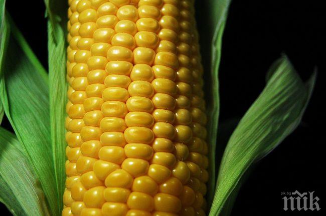 Жътвата на царевицата в Добричко стартира с високи добиви