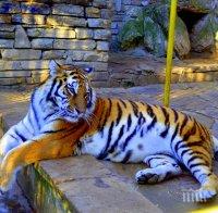 Екоминистерството плаши зоопаркове със затваряне