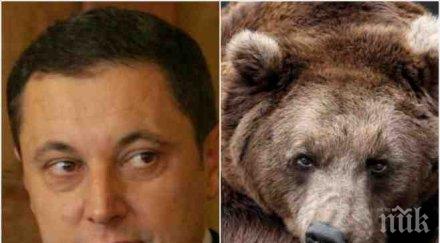 пик яне янев изтегли стадото пирин злата мечка ранила негови телета политикът лети галоп около окървавеното арнут дере