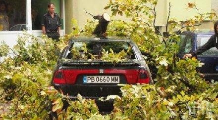 стихия връхлетя свиленград повали десетки дървета снимка