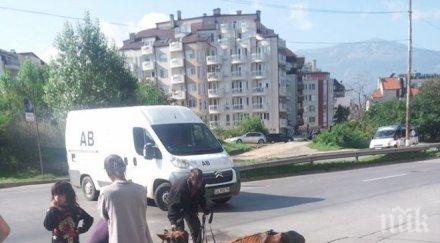 шок софия кон припада глад димитров цигани ритат стане майка дете гледат реват снимки